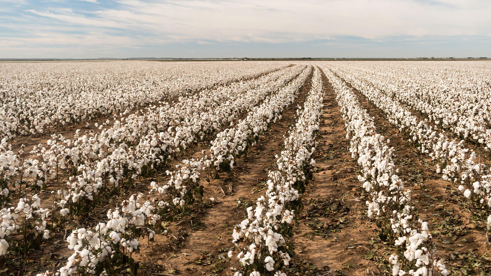 Cotton field with rows of cotton plants under a blue sky